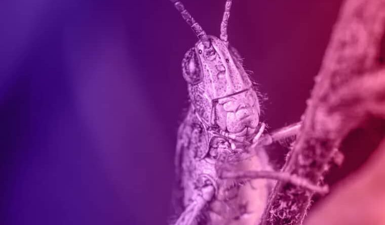 A nightmare scenario for farmers is happening right now nightmare grasshopper
