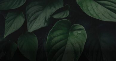 slider img 1