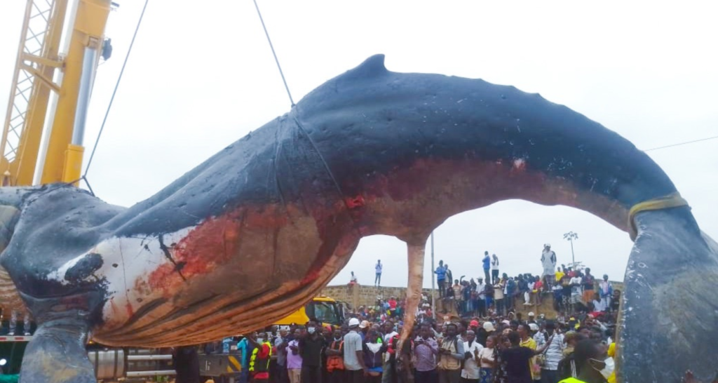 baleine 260704