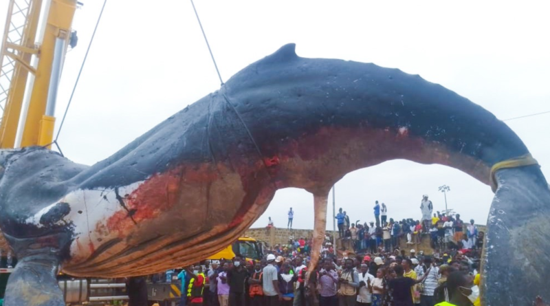 baleine 260704